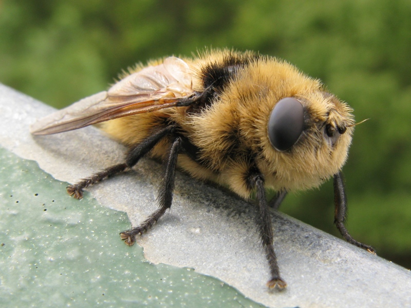 OESTRIDAE da determinare?